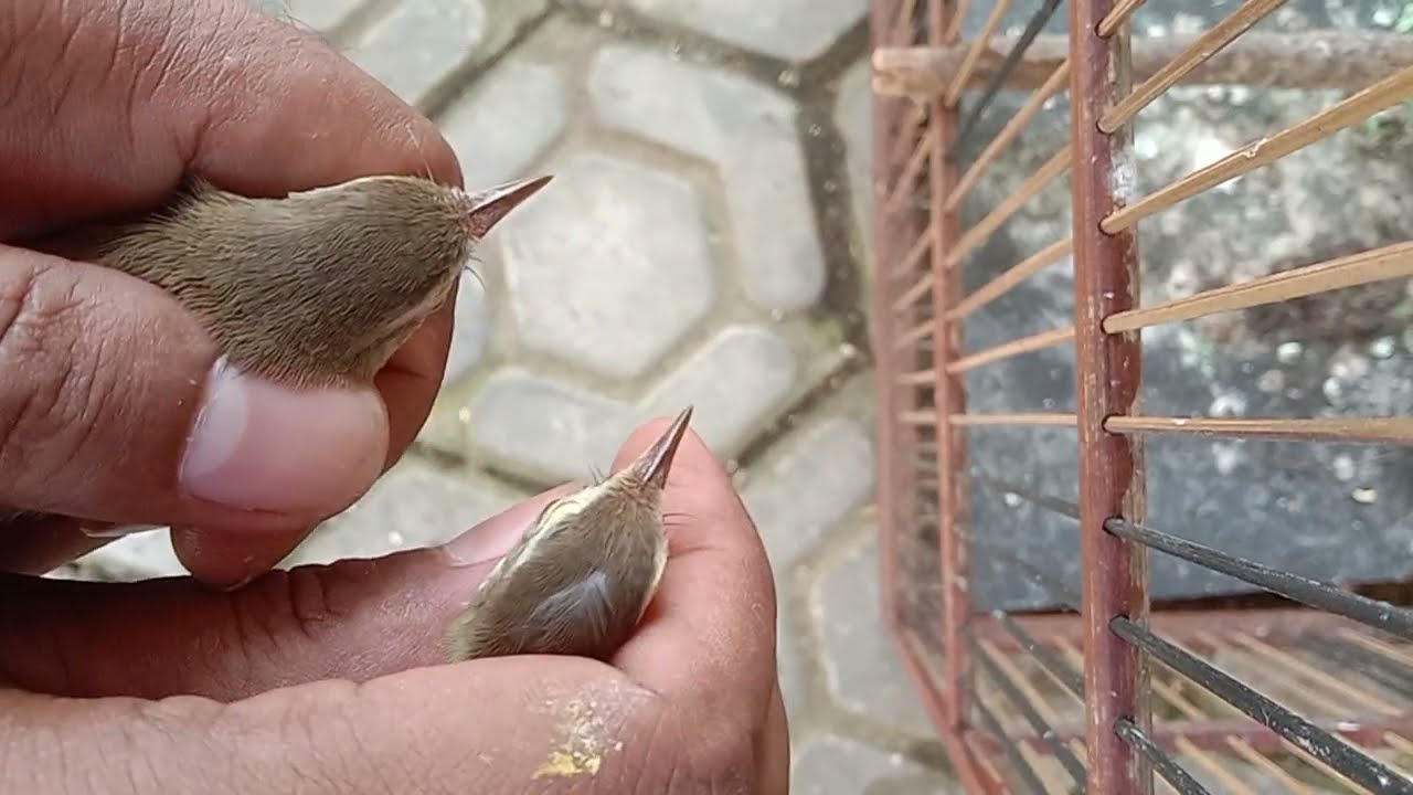 Cara membedakan Jantan & Betina Burung Ciblek Sawah/klik klik muda DIJAMIN 99,99% AKURAT