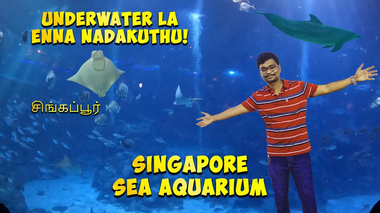 Singapore Sea Aquarium la Shock aayiten 😱 | Underwater World Experience 🌊🐠 | SG Ep - 6 |Ben's view