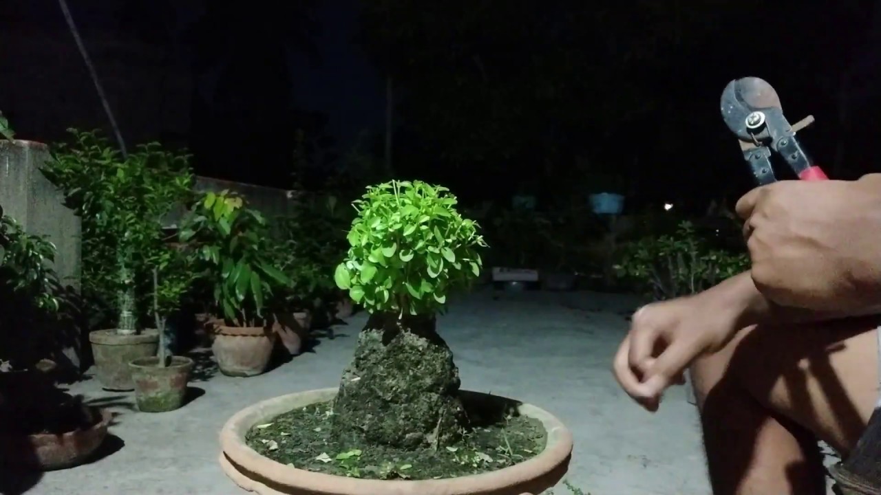 Bonsai Tree || samaresh Bonsai || 2019