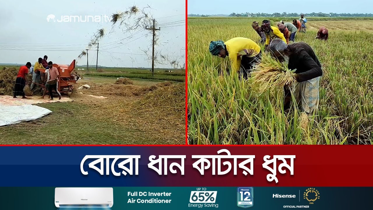 সুনামগঞ্জে ধান কাটার ধুম, তদারকির জন্য কৃষি কর্মকর্তাদের ছুটি বাতিল | Sunamganj | Paddy | Jamuna TV