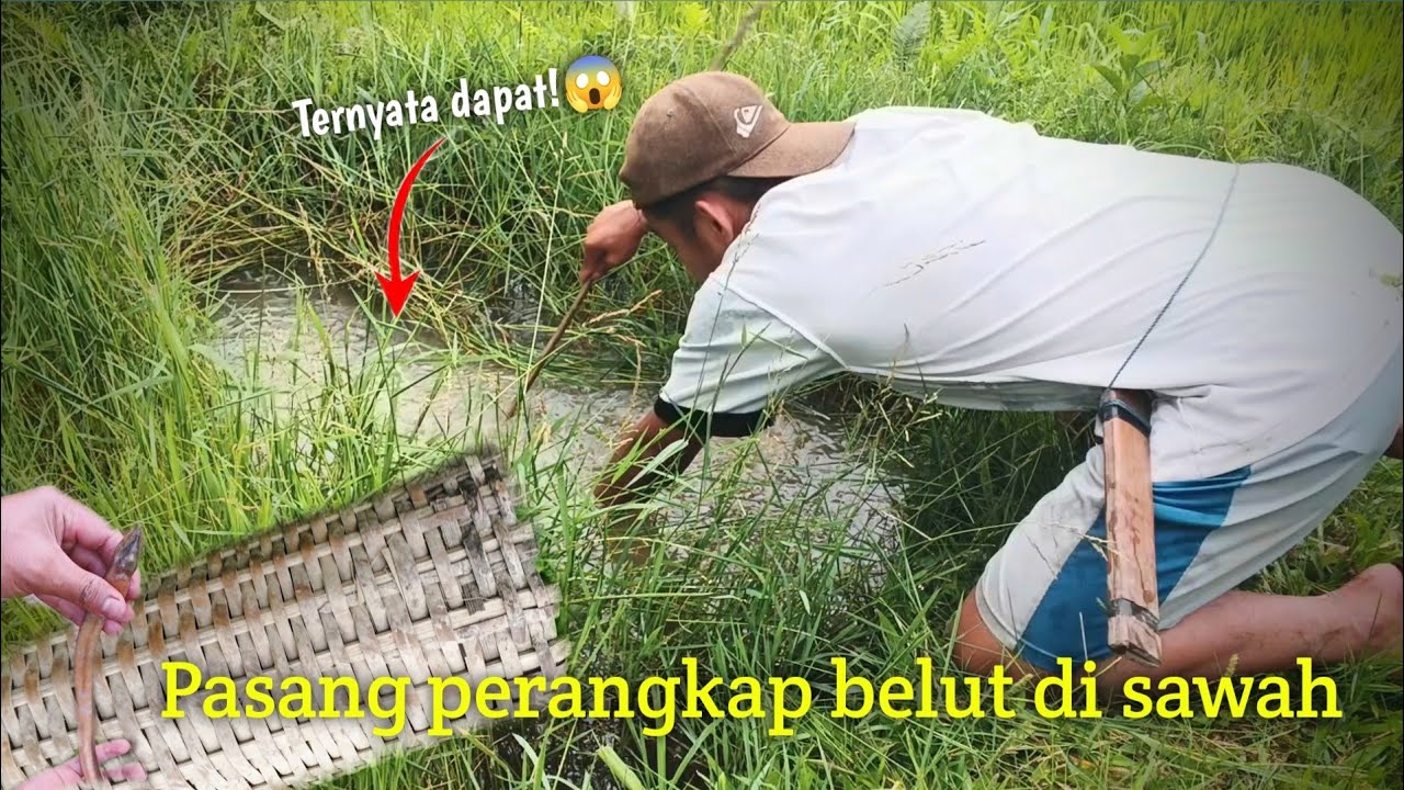 2 hari berpetualang, memasang perangkap belut di sawah, dan dapat belut yang besar #berpetualang