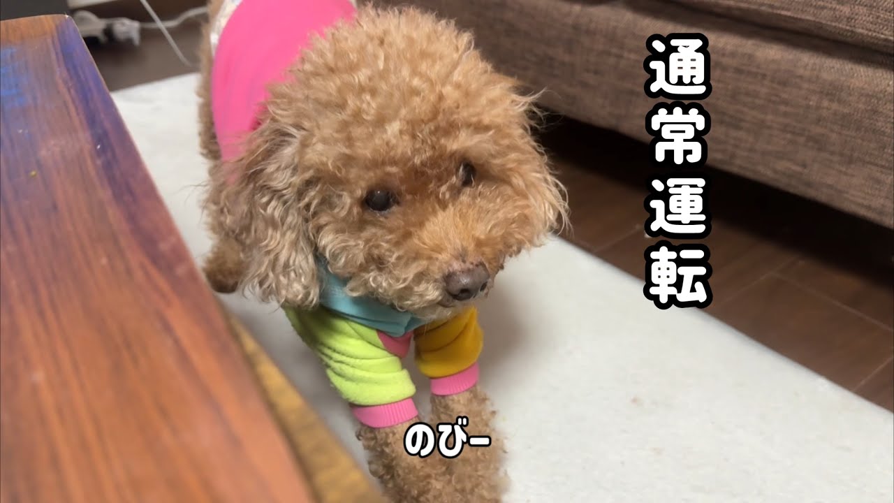 飼い主インフルでも、犬たち通常運転でした