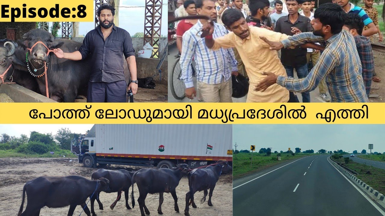 ഇനി ഗോ രക്ഷക്കാരുടെ കയ്യിൽപ്പെടാതെ നോക്കണം|Lorry life with Murrah Buffalo