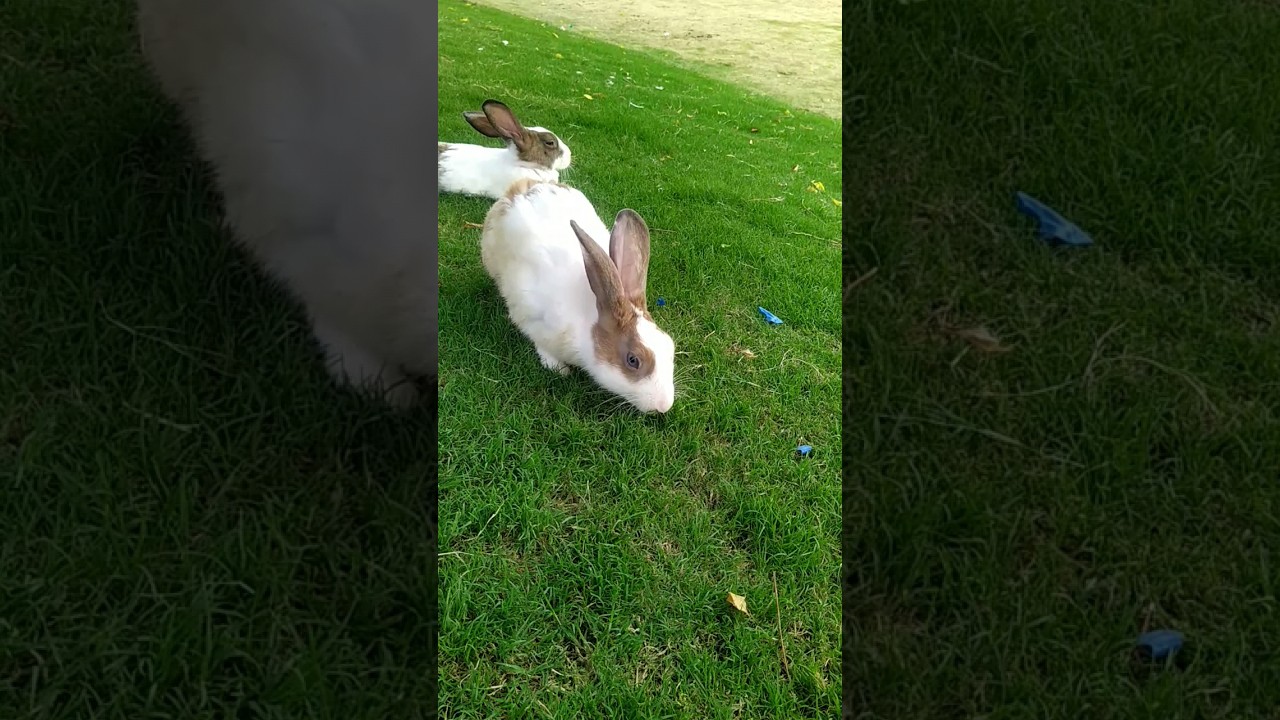 Noida Park sector 54 | Beautiful rabbit 🐇🐇