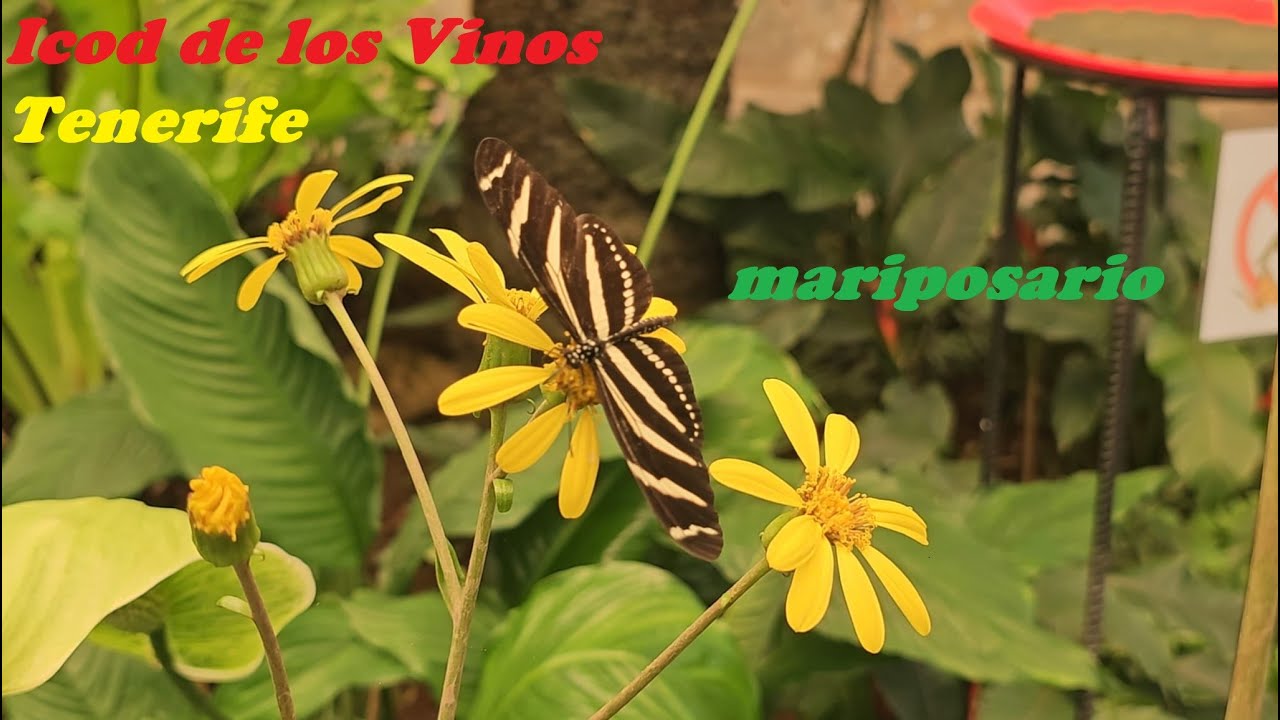 To visit in Tenerife: Mariposario del  Drago (butterfly farm in Icod de los Vinos)