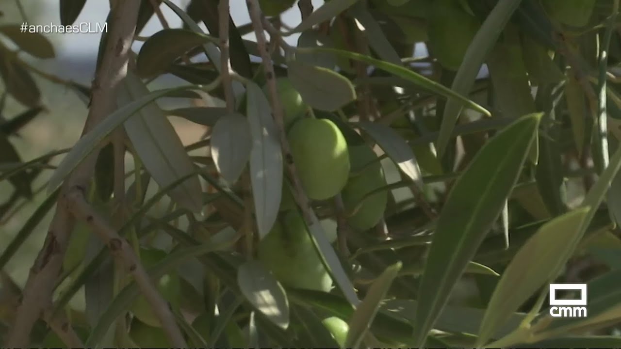Cosecha temprana de la aceituna en verde | Ancha es Castilla-La Mancha