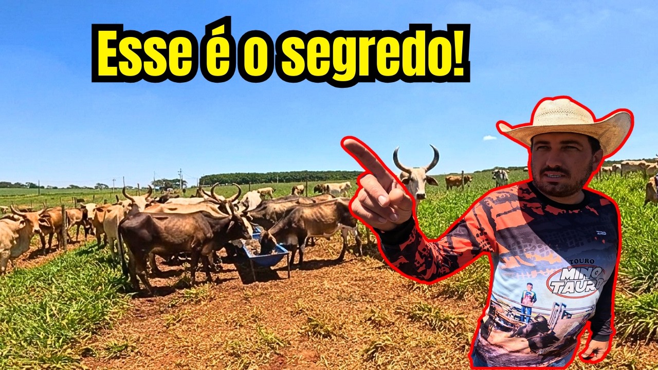 Zordan Quebrou o Silêncio e Mostrou na Pratica o Segredo do Semi Confinamento! 🐂