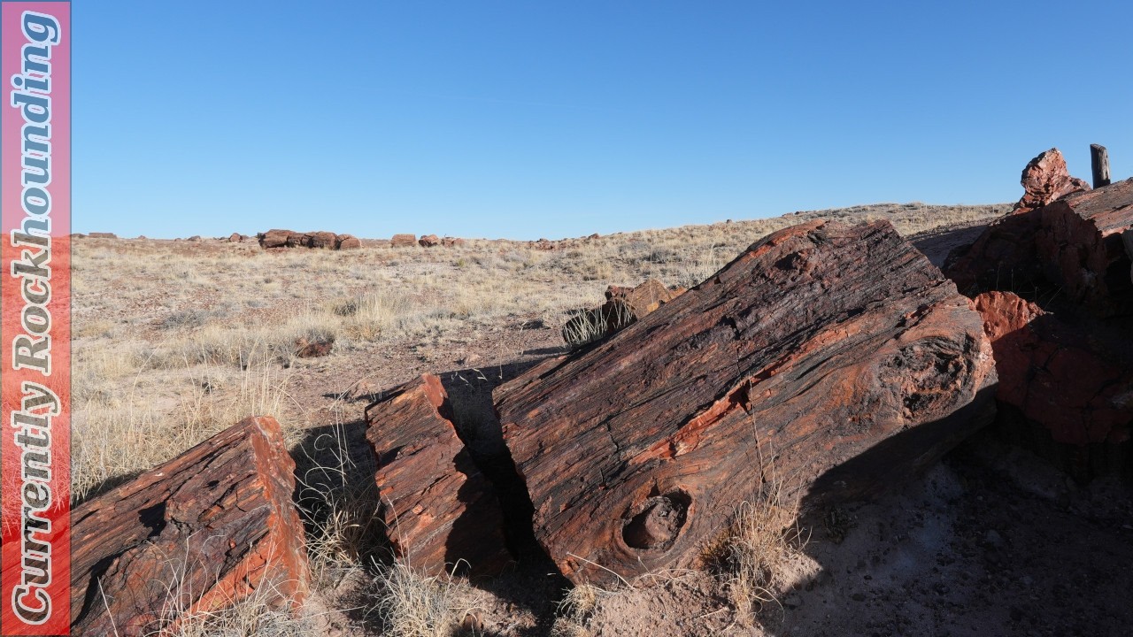 A Real Look at the Petrified Forest National Park