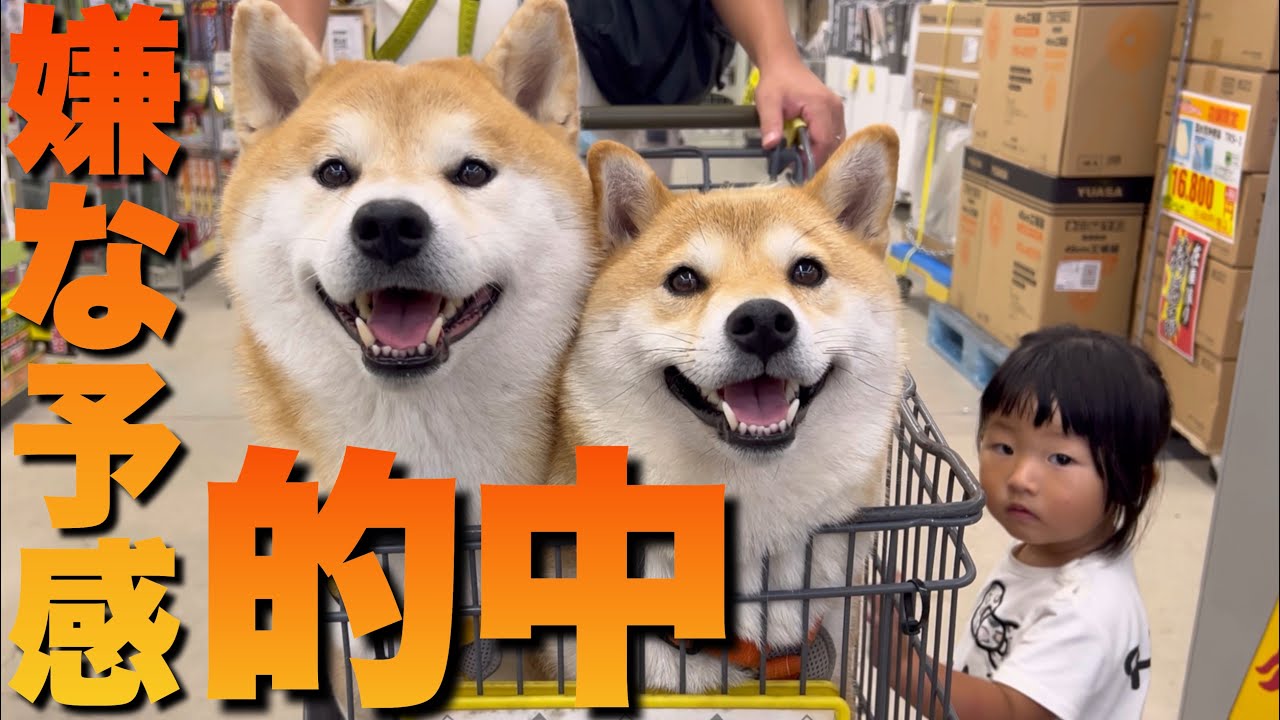 １ヶ月前から懸念していた【予感的中】散歩中、動かない柴犬＆２歳児
