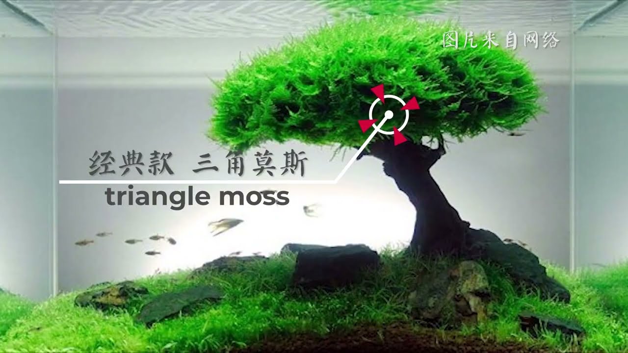 【草缸】不加二氧化碳也能养好的水草 莫斯篇（下）新手必看