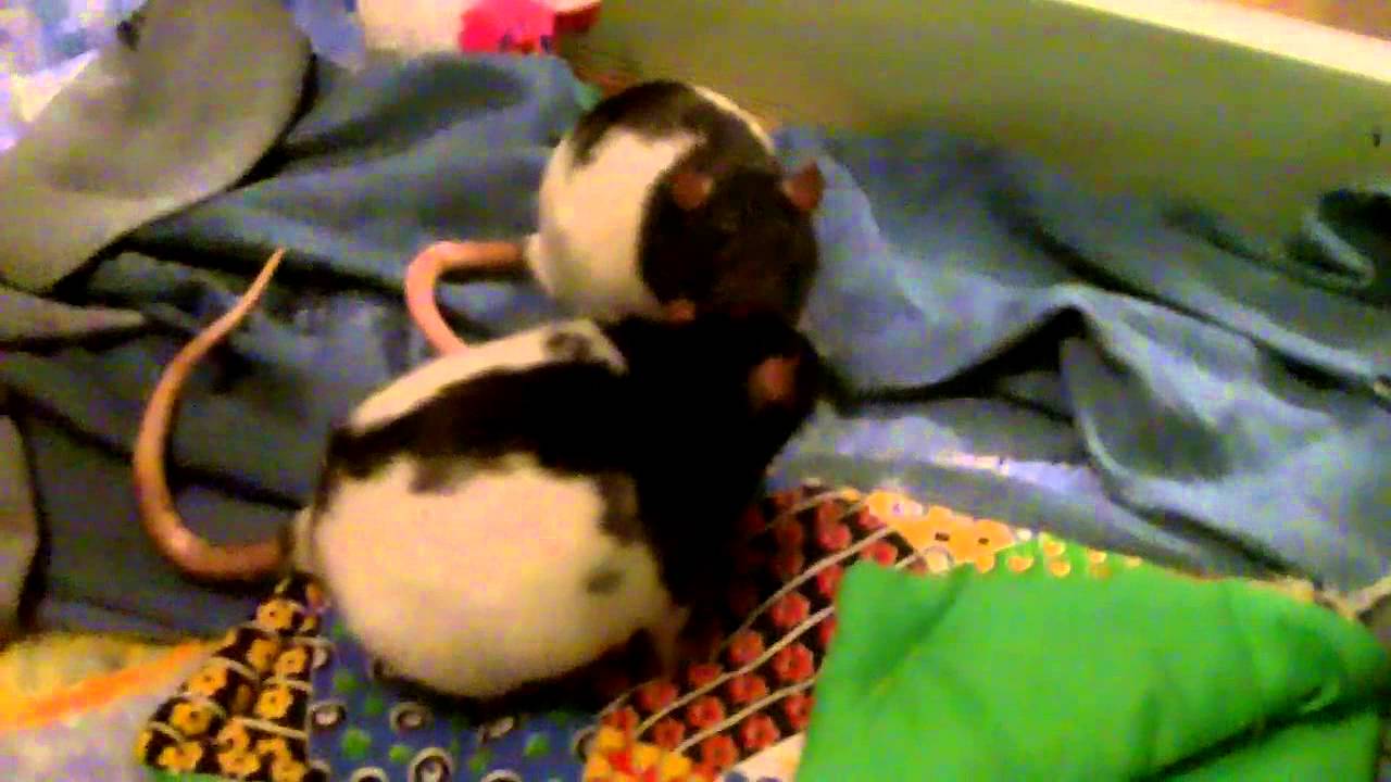 Pet Rat Terms