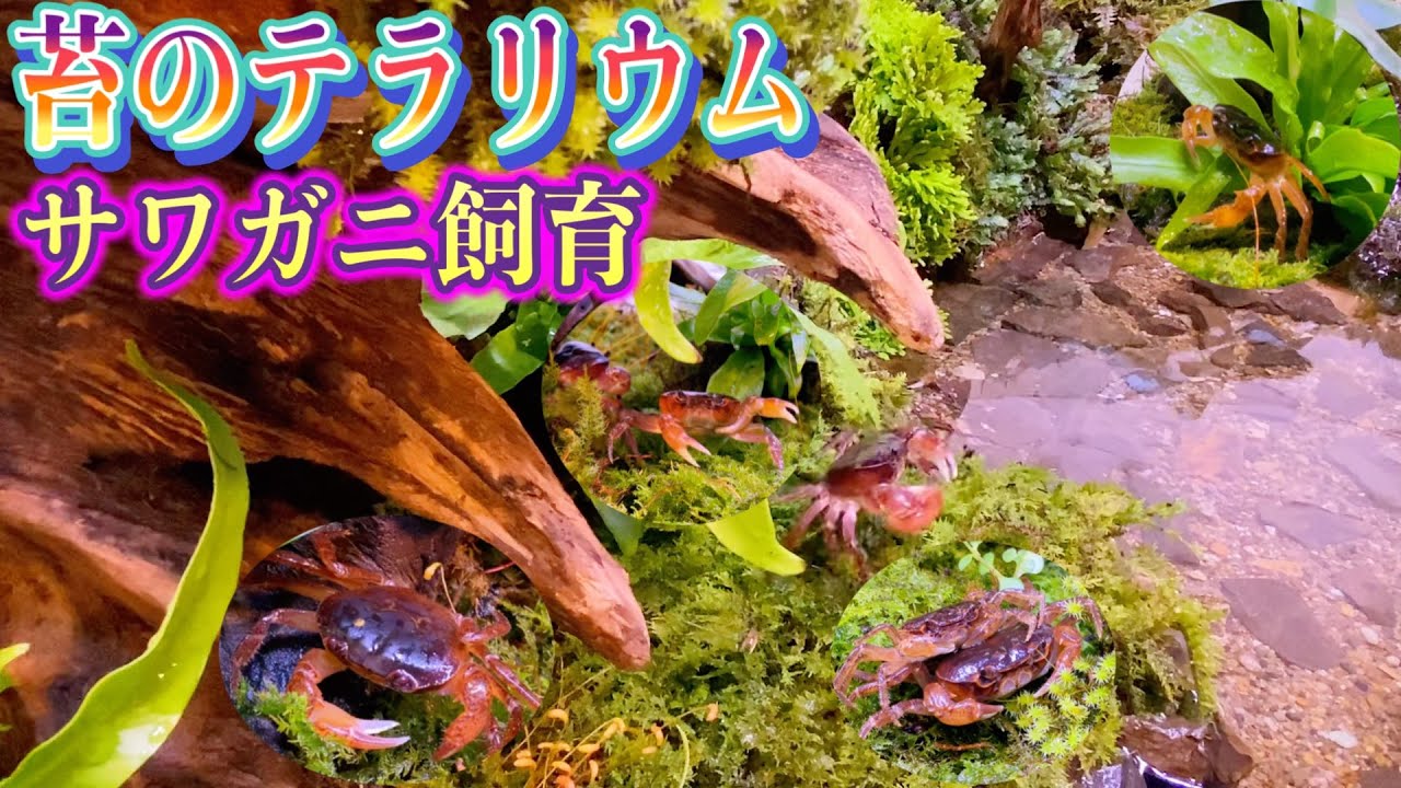 【苔のテラリウム】サワガニ飼育水槽を新たに立ち上げました。