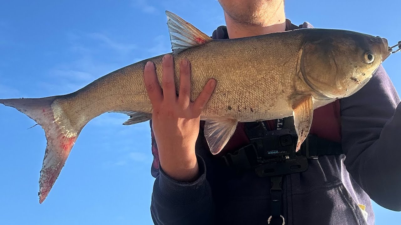 Snagged Asian Carp While Fishing