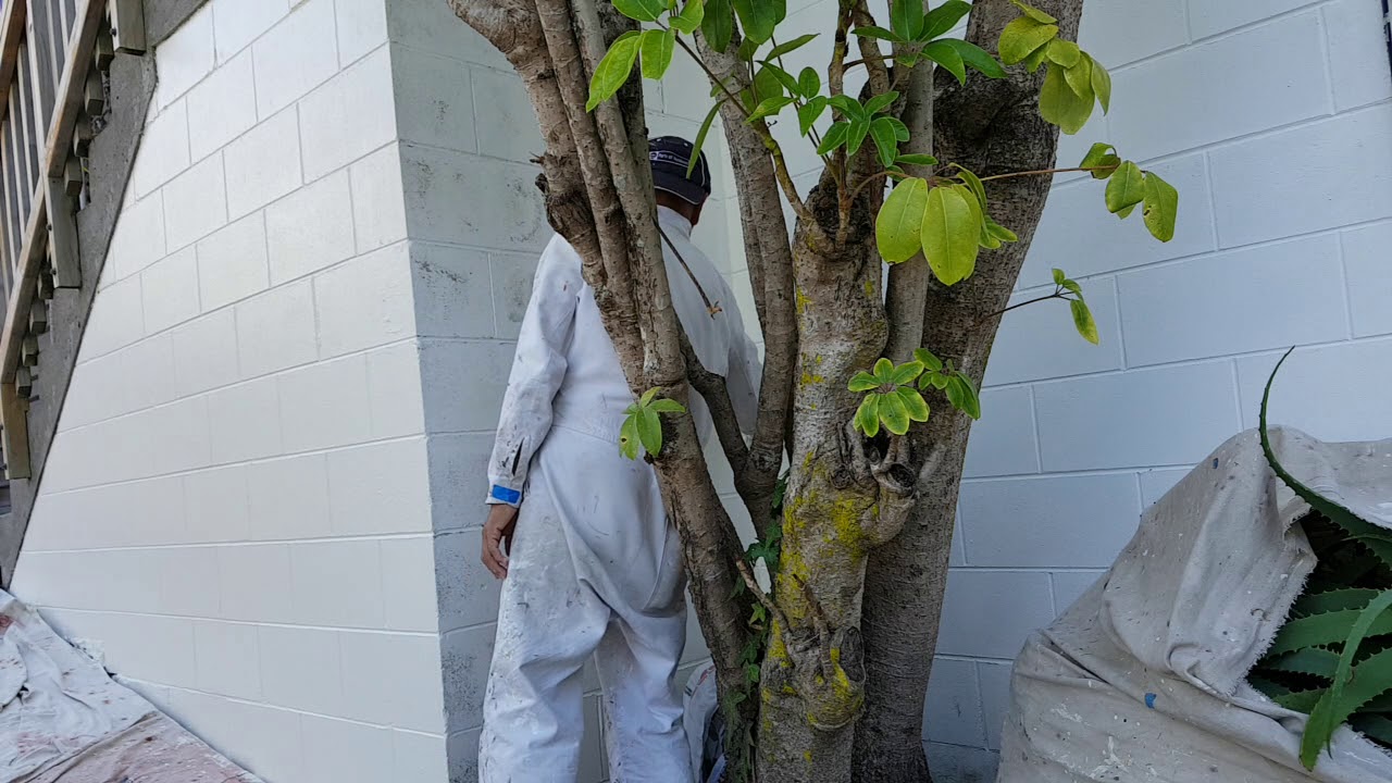 House Painting - Aged Concrete block walls - Priming 2