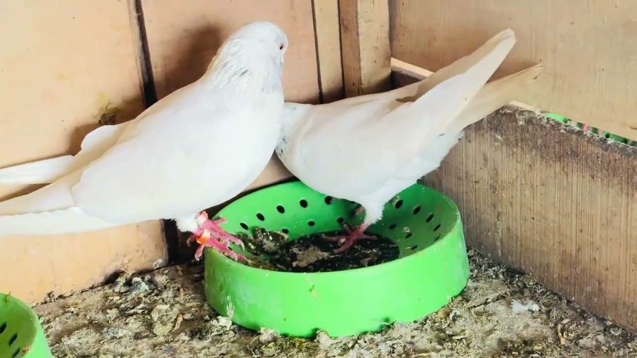 ماشالہ شوق چیک کرے ❤️🦜