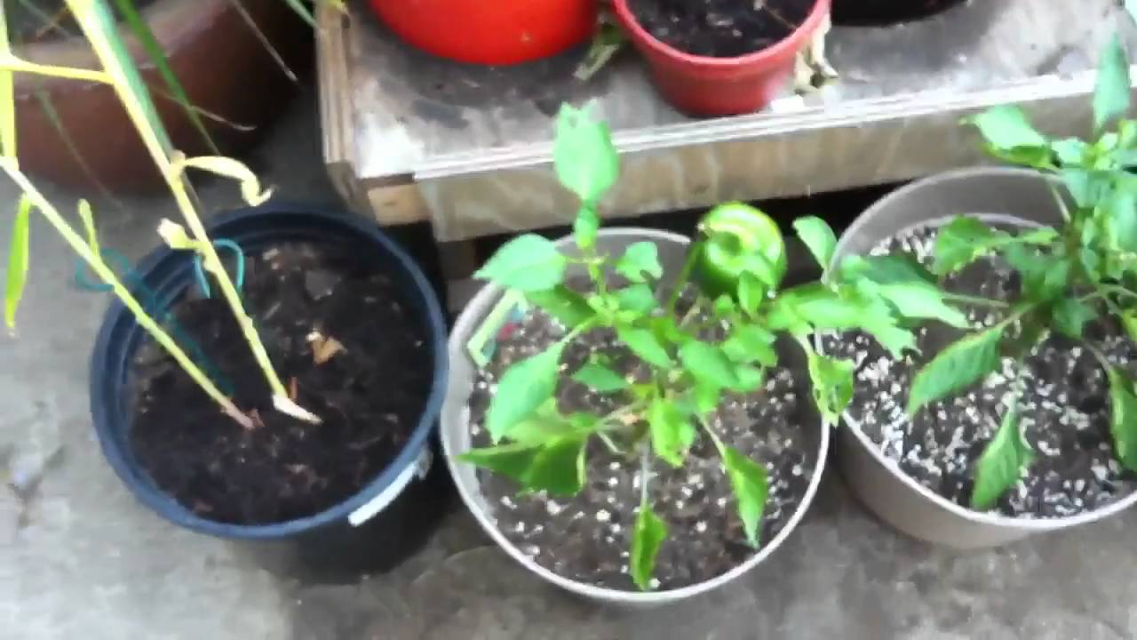 Fall/winter garden update