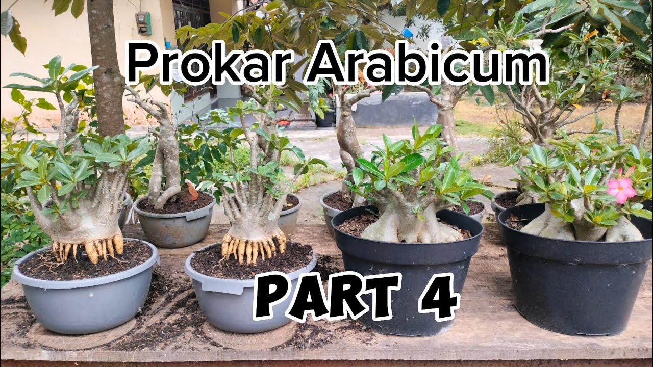 Program Akar Adenium Arabicum RCN dan Arabicum Godji.
