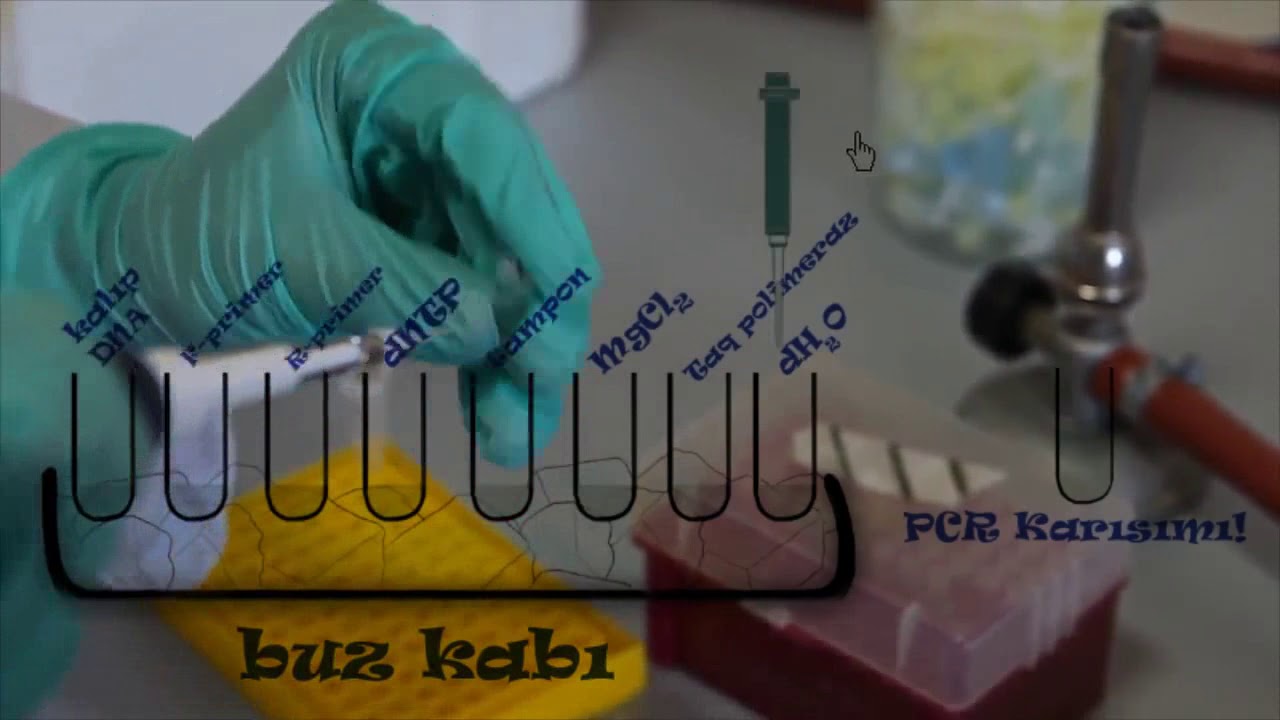 Polimeraz Zincir Reaksiyonu (PCR) - M.B.G Ders