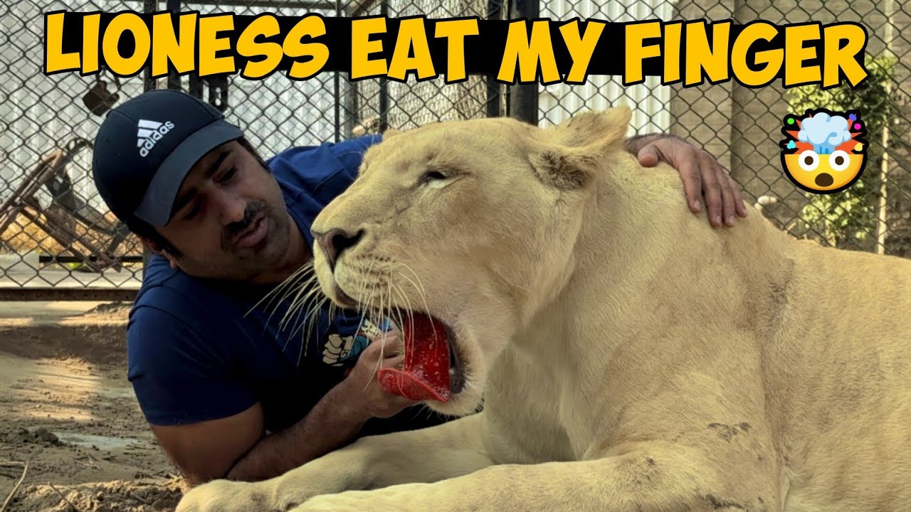 Suzzi Ne Meri Finger Ko Bite ker lia 😭 lioness Attack (Real Incident)
