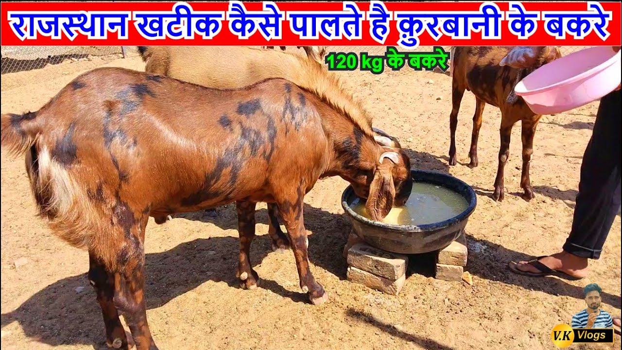 कुर्बानी के बकरे कैसे तैयार करें | क़ुरबानी के बकरे | 120 kg के क़ुरबानी के बकरे | सिरोही बड़े बकरे #vk