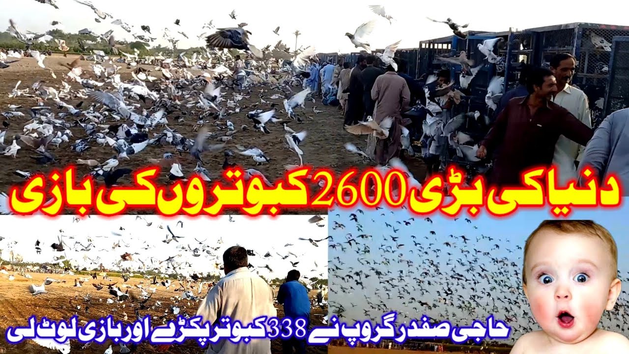 world's Biggest Pigeon Competition | 2600 pigeon flying Competition | pigeon Race | LKB Pigeon