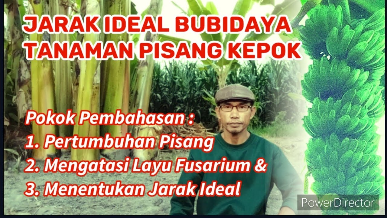 Jarak Ideal Tanaman Pisang Kepok Agar Tumbuh Maksimal Dan Produktif