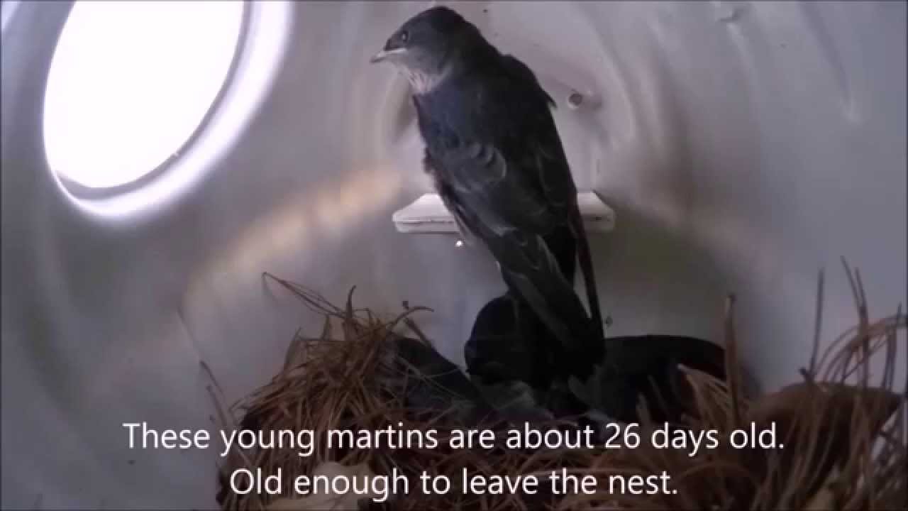 Young Purple Martin's First Flight