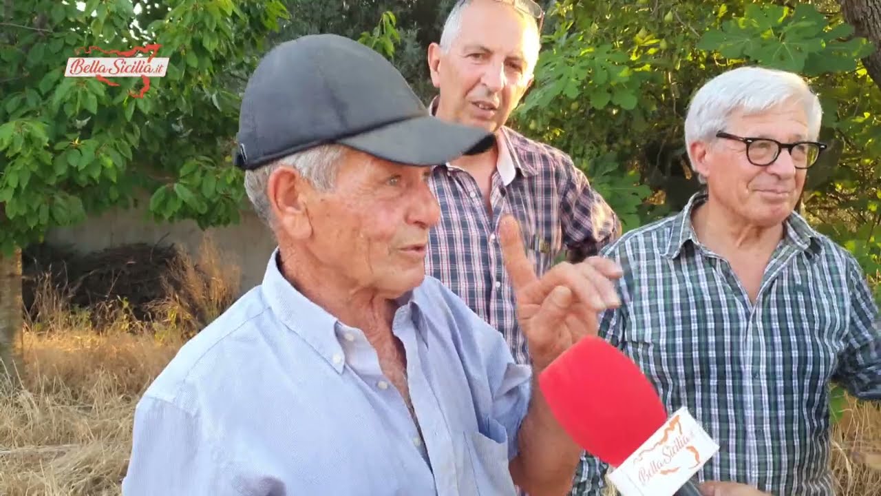 La mietitura del grano come una volta