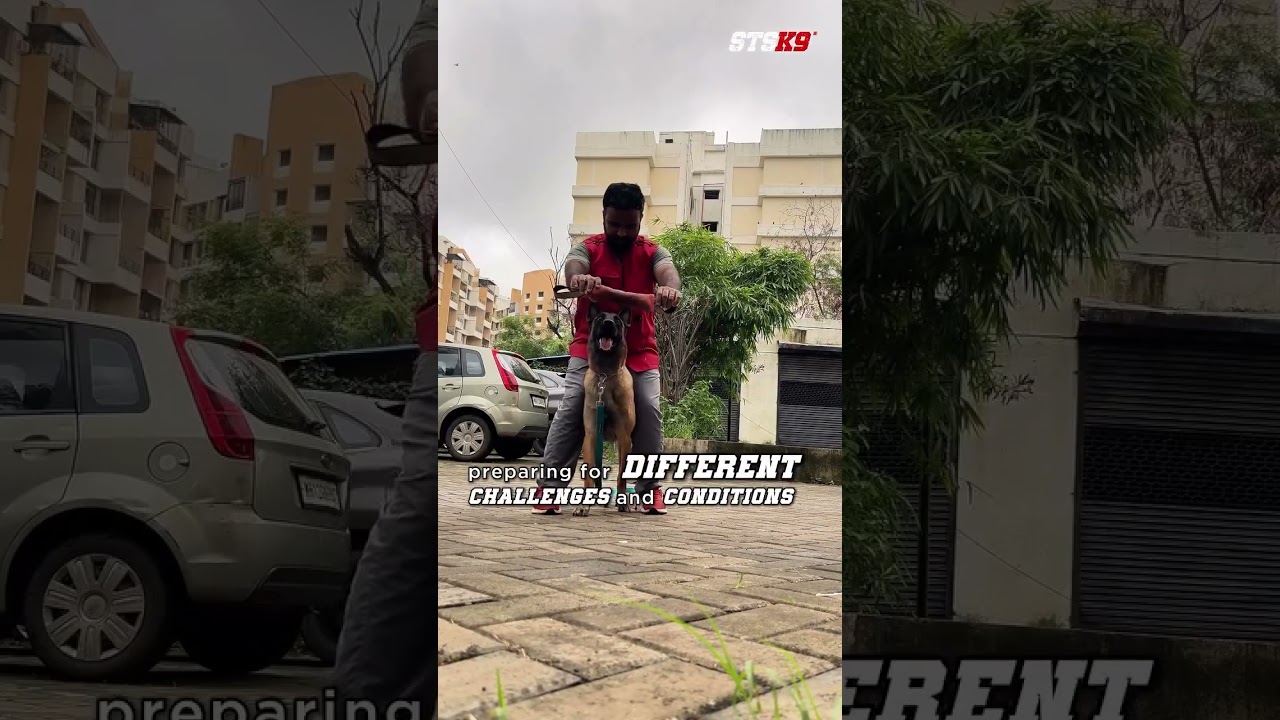 Student Spotlight from India 🇮🇳 Real Life Dog Training