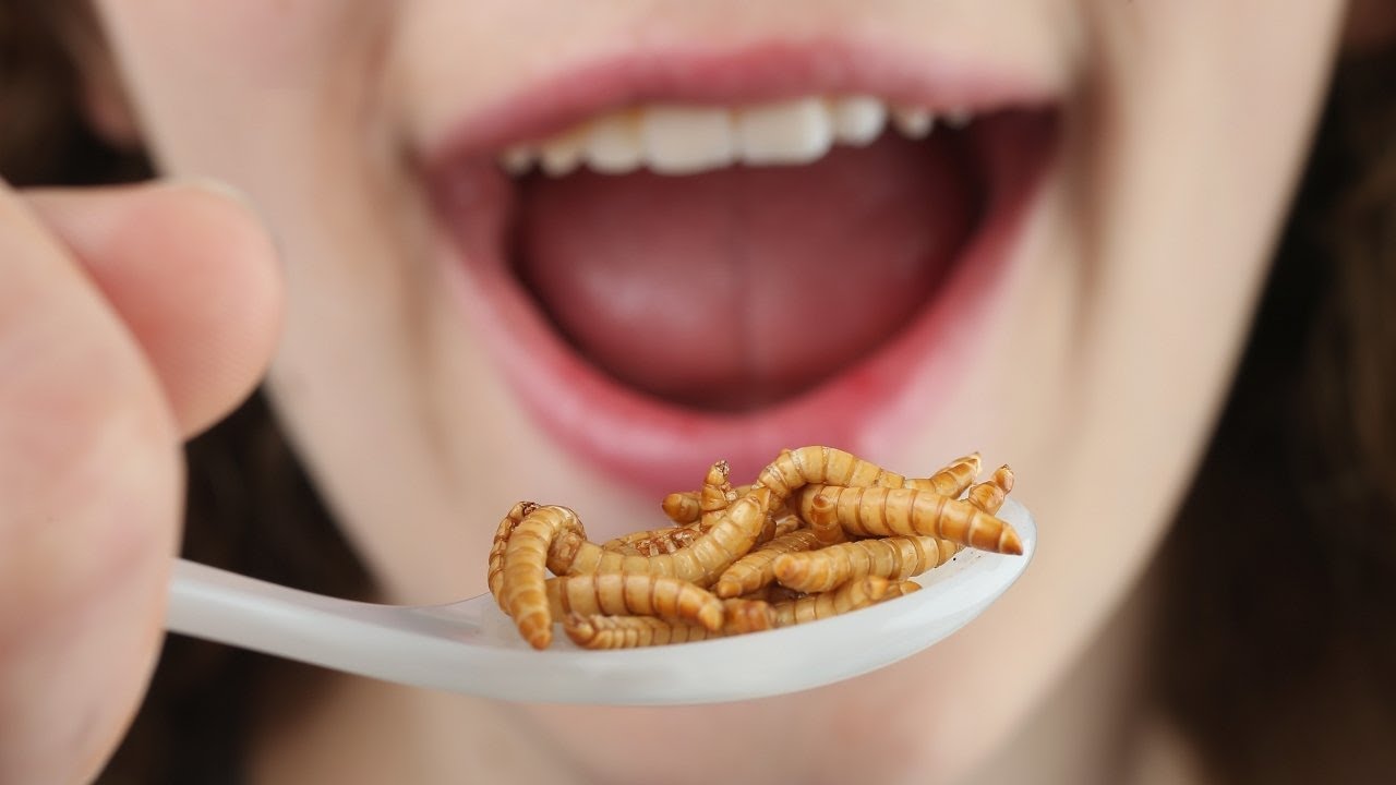 What does it take to get people to eat bugs?