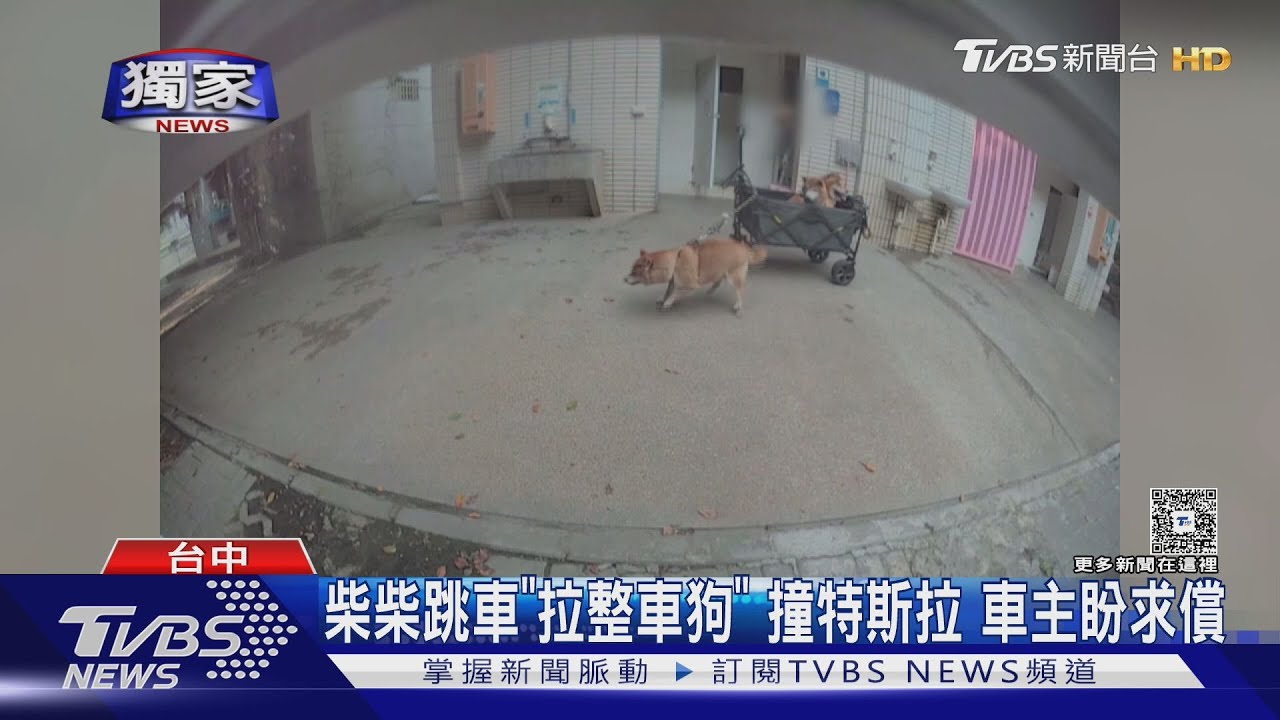 #獨家 柴柴跳車「拉整車狗」 撞特斯拉 車主盼求償｜TVBS新聞網 @tvbsnews24live