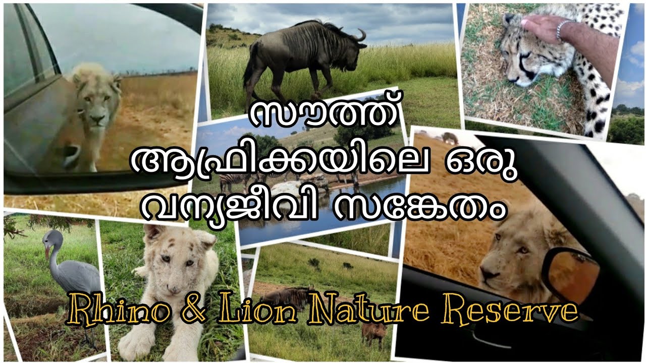 Rhino & Lion Nature Reserve - Part 1 | സൗത്ത് ആഫ്രിക്ക | Krugersdorp I South Africa
