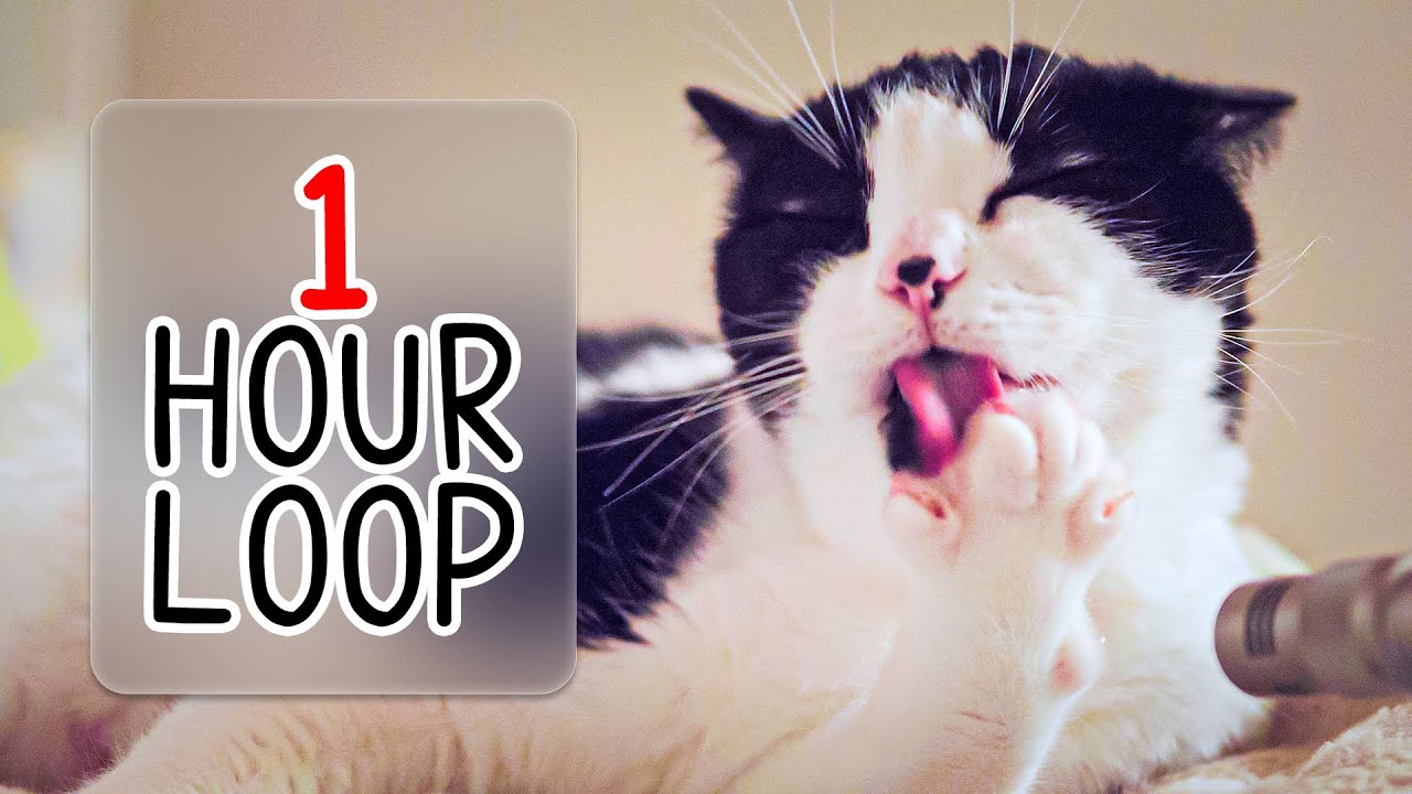 🎧 ASMR Cat Grooming #92 (1 hour loop)