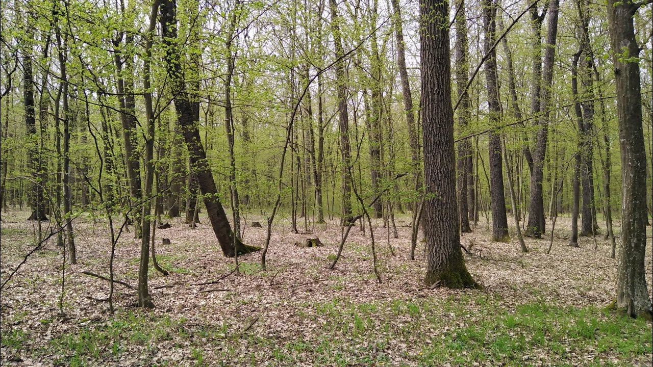 Excursii cu Vlad (Padurea Trivale)