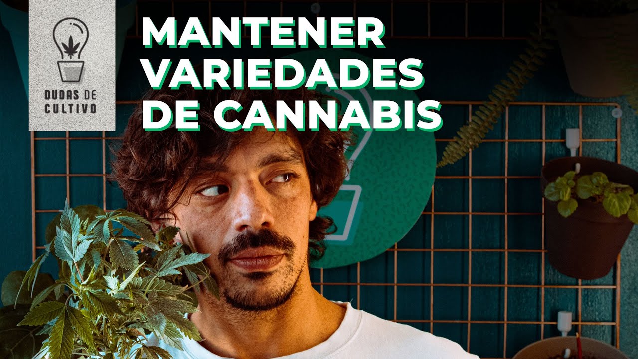 C&Oacute;MO HACER UNA PLANTA MADRE DE CANNABIS