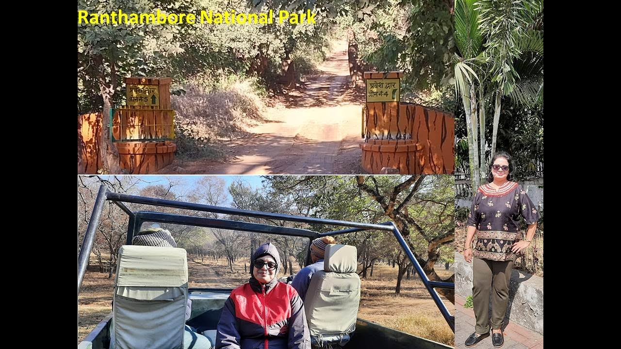 A Day at Ranthambore National Park (Feb 2023) - Zone 2 & Zone 4