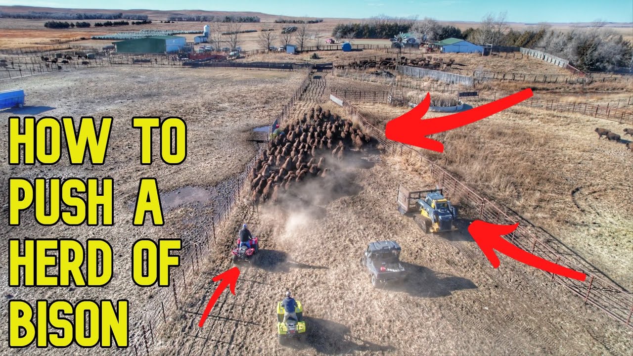 Behind the Scenes of a BIG South Dakota Bison Ranch!
