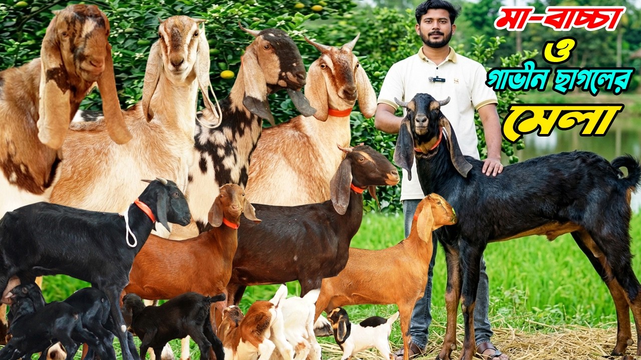 মা-বাচ্চা ও গাভীন ছাগলের মেলা ।
