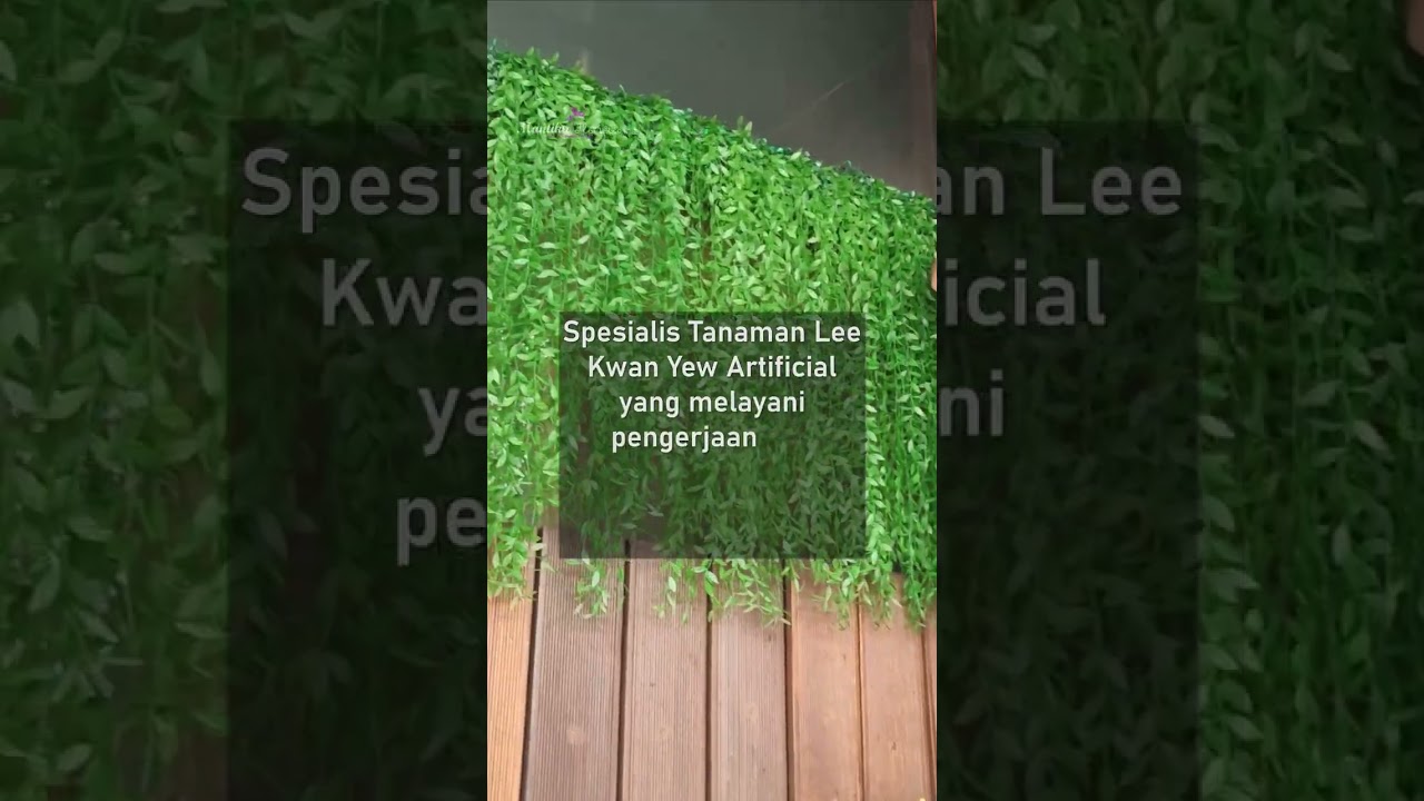 Tanaman Plastik Li Kwan Yu di Resto #shorts #tanamanjuntai #tanamanrambat #short #shortsvideo