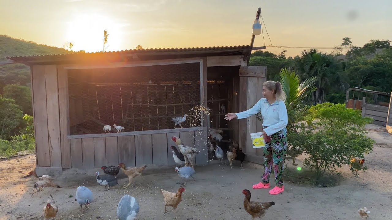 AMANHECEU AQUI NO SÍTIO NO PARAÍSO DAS AVES, MUITOS ANIMAI