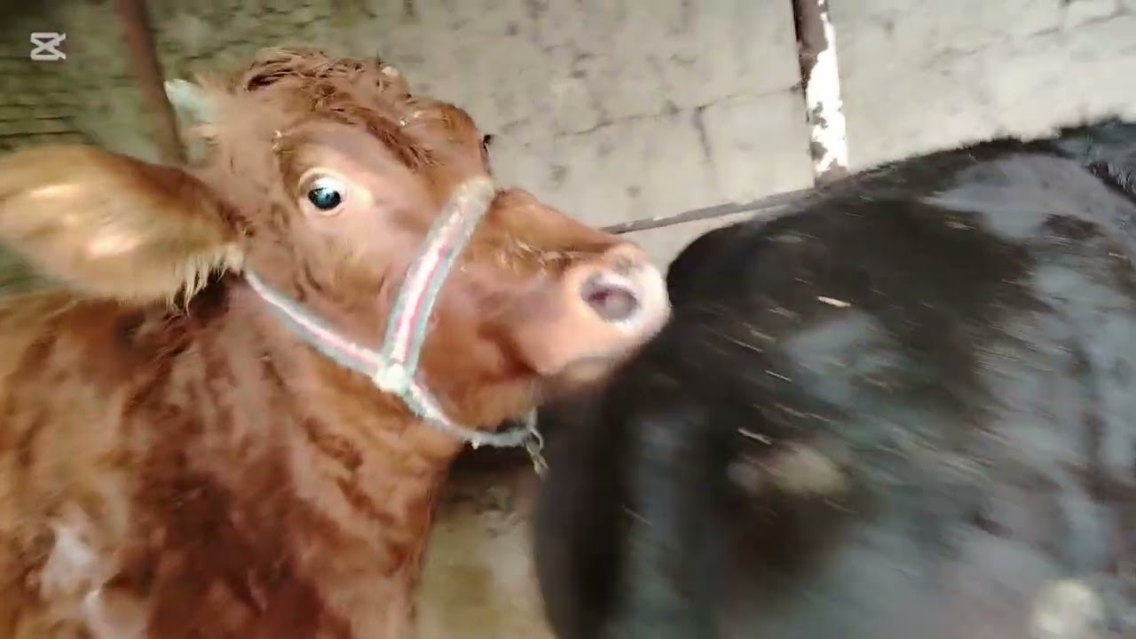 Yashur( OQSIL) kasaligidan sizlar ham bezib  qanday qutulish ni bilmayabsizlarmi