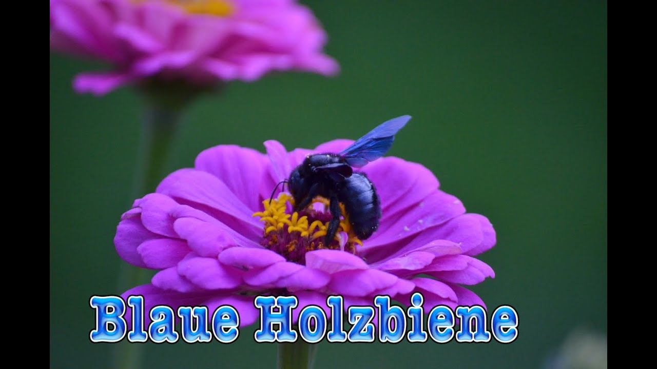 Blaue Holzbiene Artenportrait aus meinem Garten & Nisthilfe erklärt