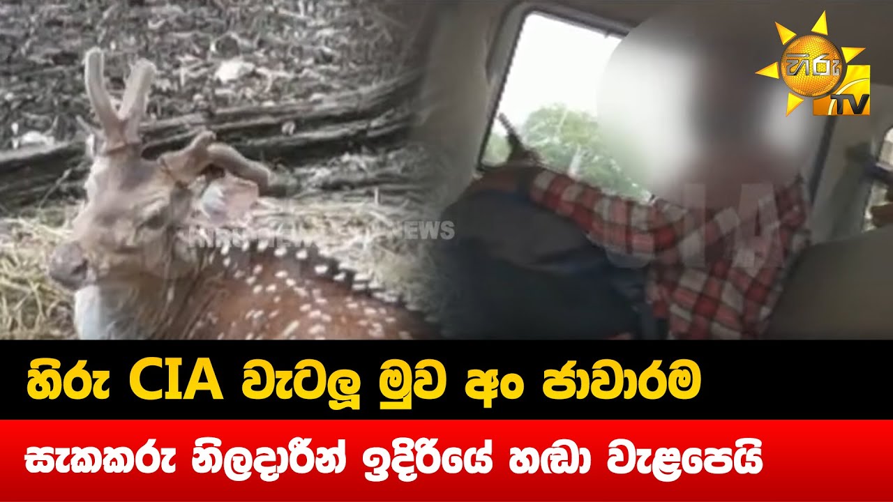 හිරු CIA වැටලූ මුව අං ජාවාරම - සැකකරු නිලදාරීන් ඉදිරියේ හඬා වැළපෙයි - Hiru News