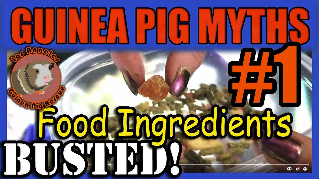 Guinea Pig Myths Busted - #1 pellet food ingredients