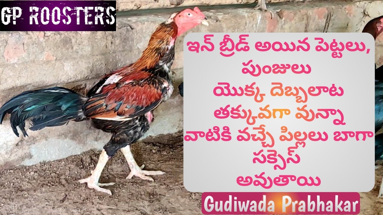 #GP's Stallions gprrosters https://youtube.com/@manamaster2599 #manamaster #gproosters #viral