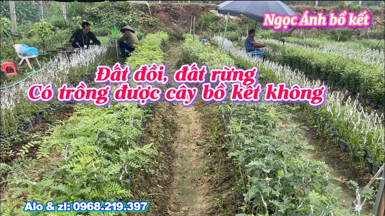Cây bồ kết có trồng trên đất đồi, đất rừng được không
