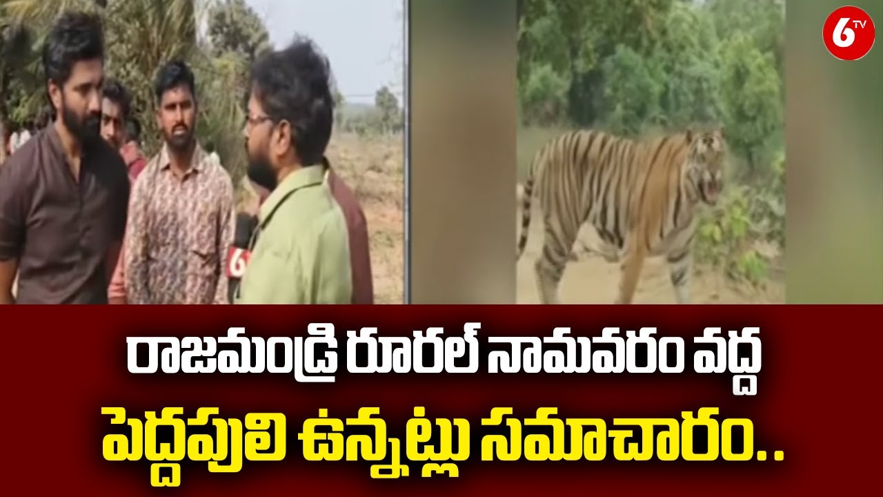 Tiger Sighting Alert Near Namavaram, Rajahmundry Rural | Villagers on High Alert | @6TV