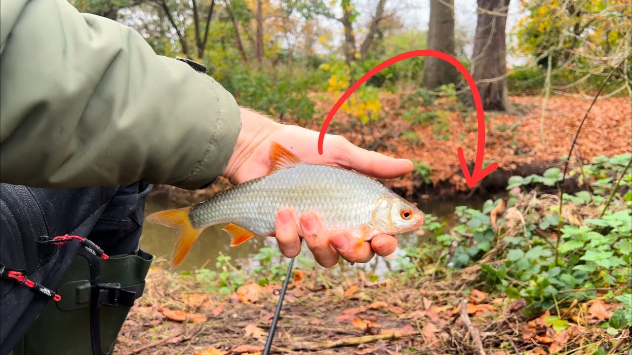 Finding Lots Of Roach In This Tiny River!