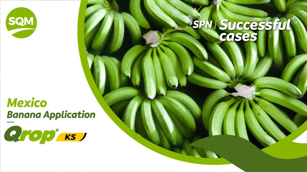 Successful cases - Banana, Mexico - Arturo Gongora