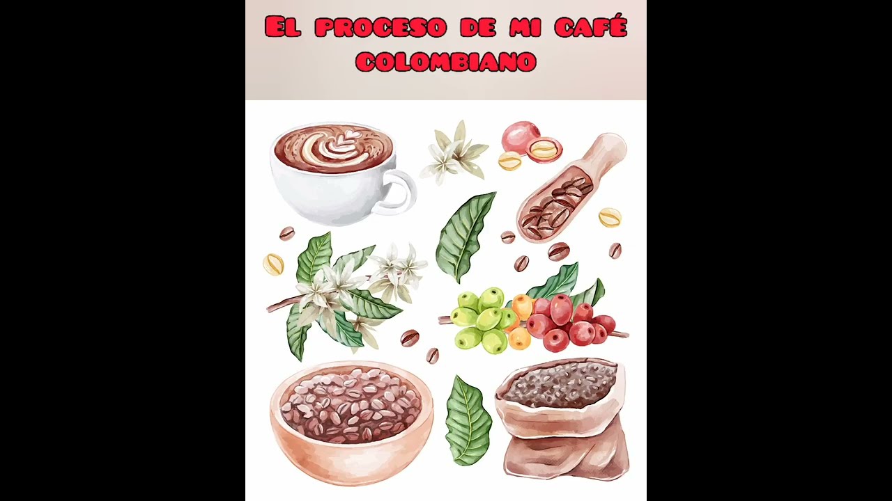 ☕ Proceso del café colombiano 🌱 / paso a paso para niños